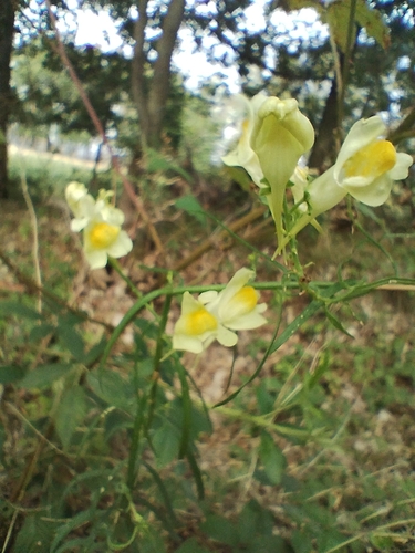 common toadflax