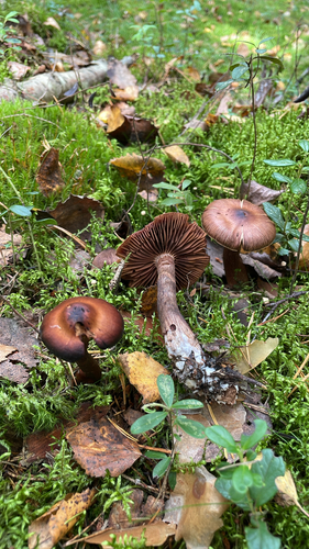 Cortinarius brunneus, 2026-09-02