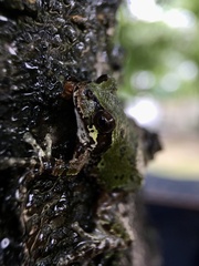 Hyla japonica