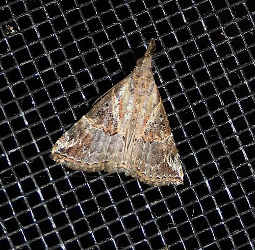 Hypena commixtalis observed 2026-09-07