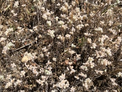 Micropus californicus