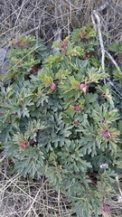 Paeonia brownii