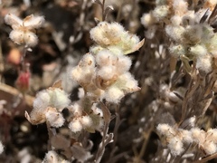 Micropus californicus