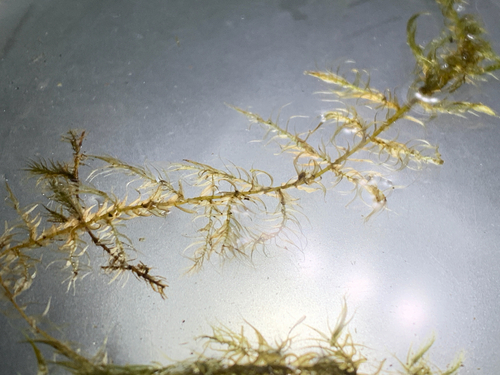 Warnstorfia Moss