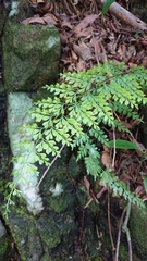 Asplenium pseudolaserpitiifolium