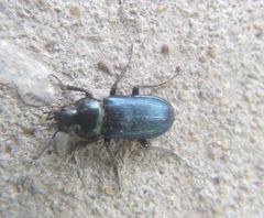 Platycerus