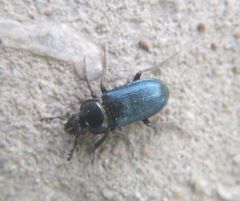Platycerus