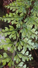 Asplenium pseudolaserpitiifolium