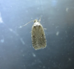 Agonopterix canadensis