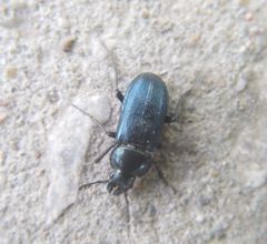 Platycerus