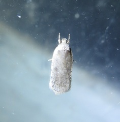Agonopterix canadensis