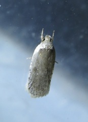 Agonopterix canadensis