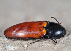 Ampedus pomorum
