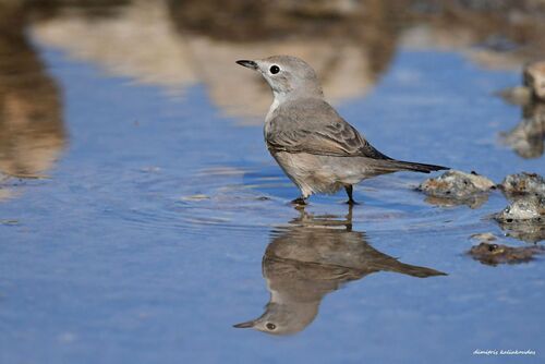iNaturalist image