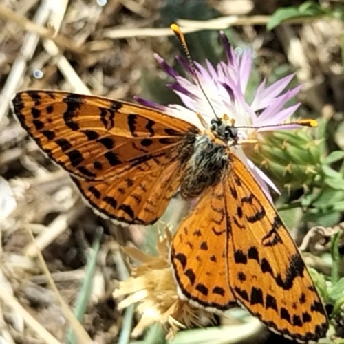 Spotted Fritillary