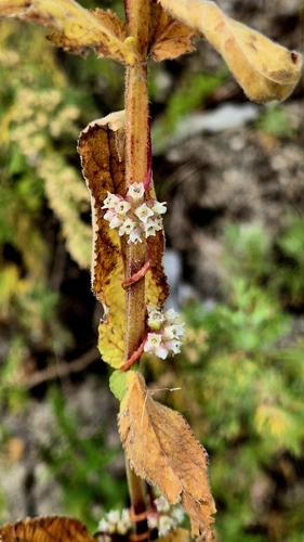 Cuscuta europaea, photograph 6