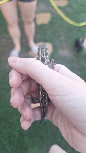 Sand Lizard