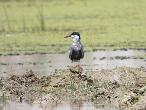 iNaturalist image