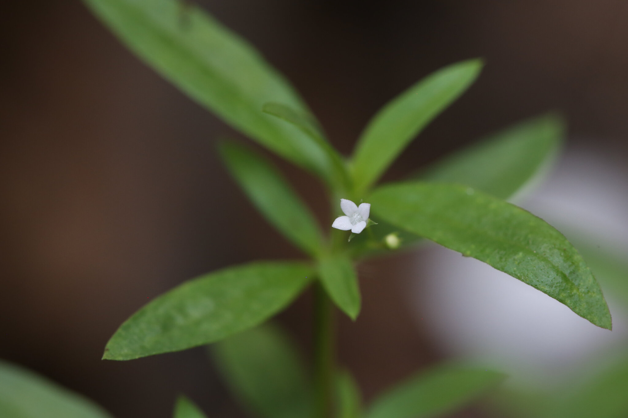 Oldenlandia corymbosa — ảnh 2