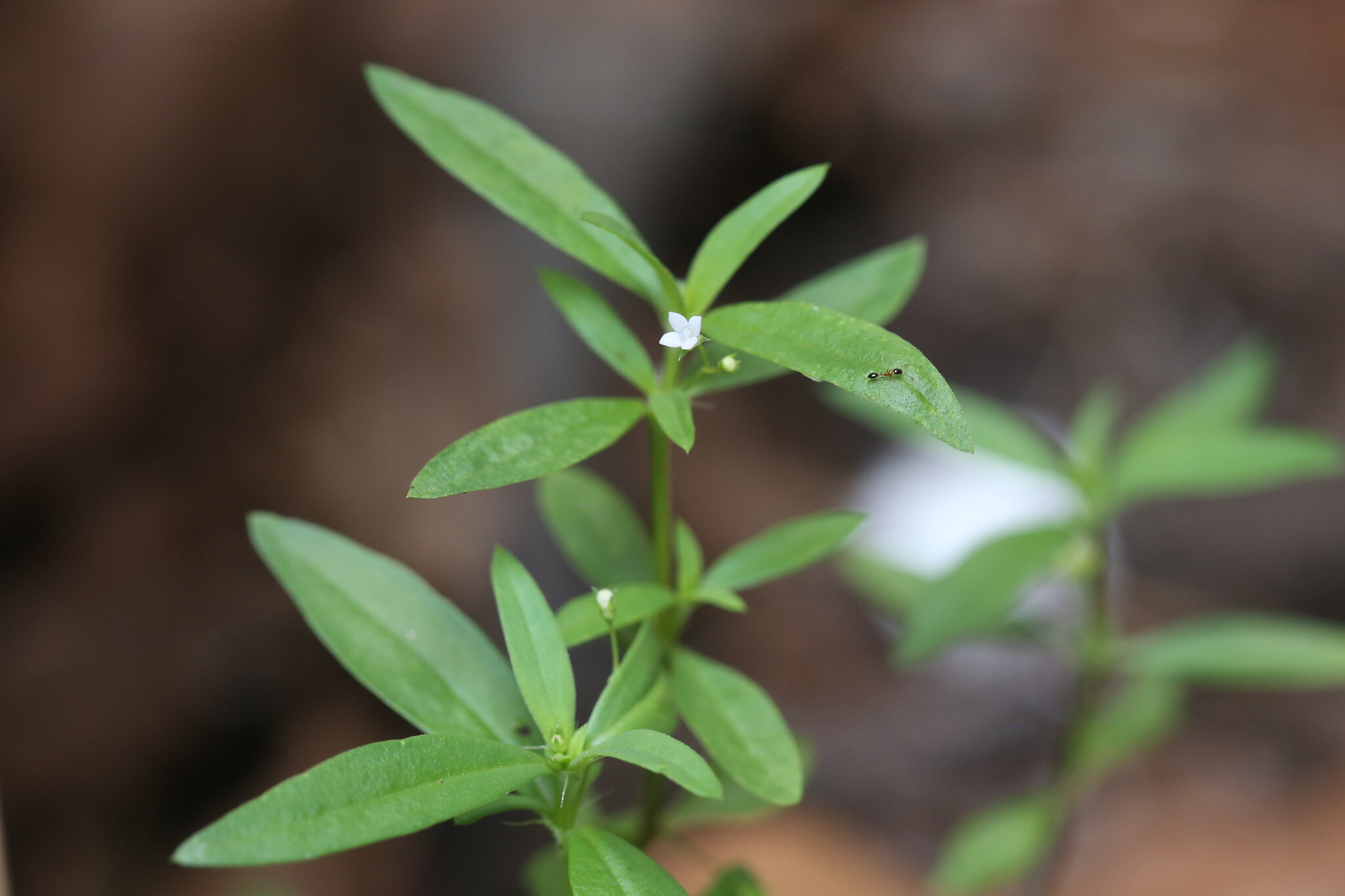 Oldenlandia corymbosa (Oldenlandia corymbosa)