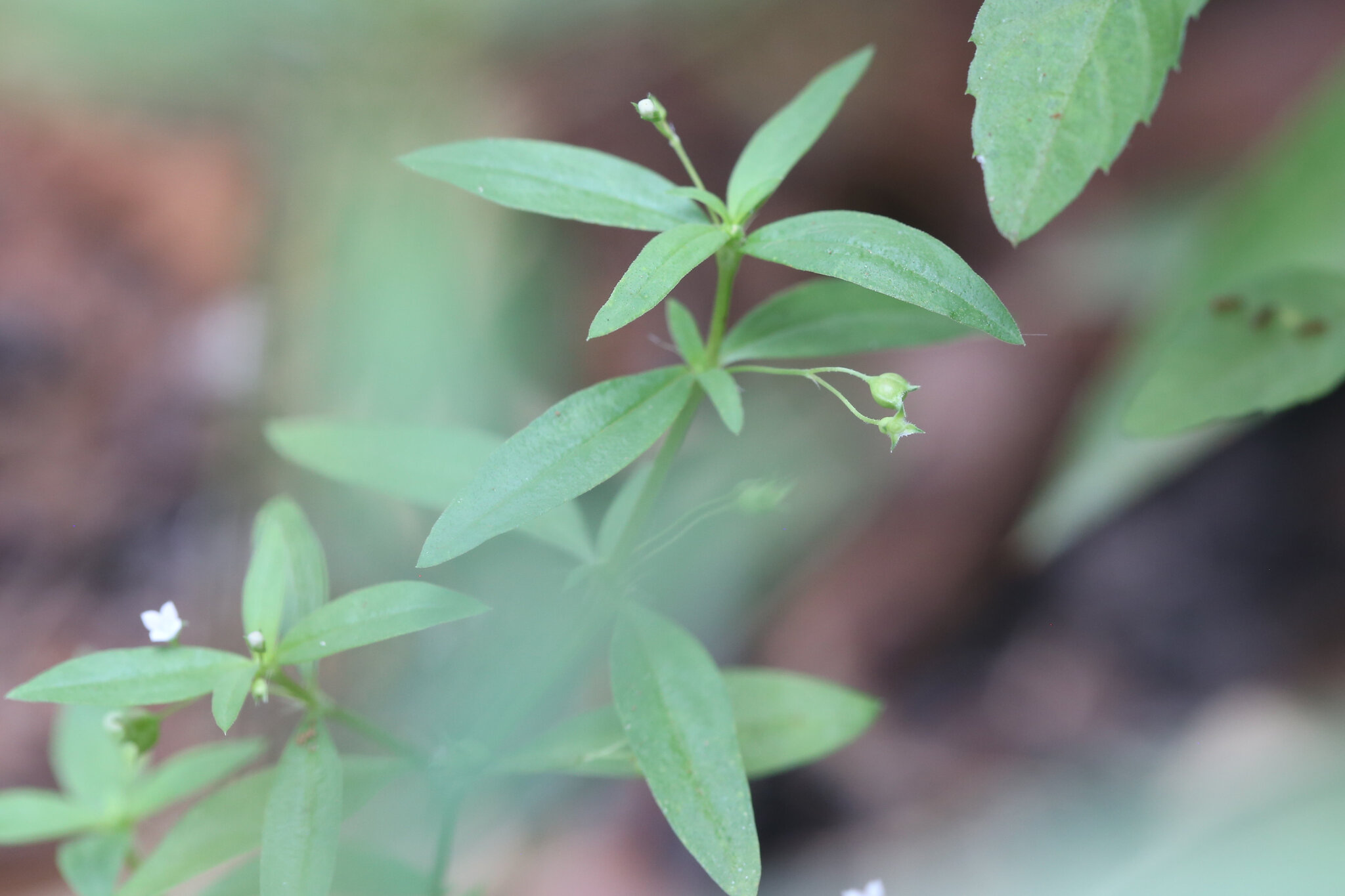 Oldenlandia corymbosa — ảnh 3