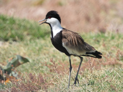 iNaturalist image