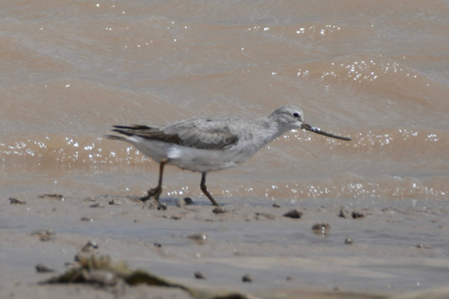 iNaturalist image