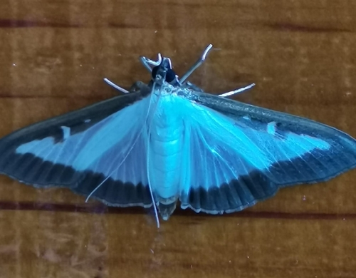 Box Tree Moth
