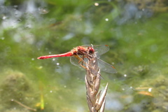 Sympetrum gilvum