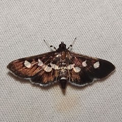 Desmia maculalis