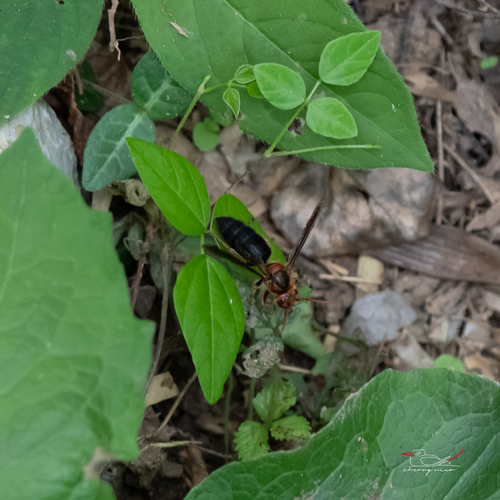 Black-bellied Hornet