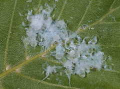 Phyllaphis fagi