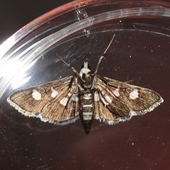 Desmia maculalis