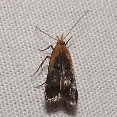 Dichomeris costarufoella