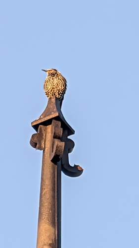 European Starling