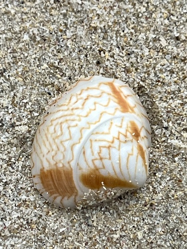 Gomphina undulosa observed 2026-09-07