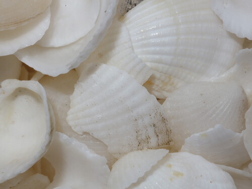 Hamelin Cockle