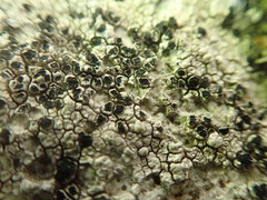 Circinaria caesiocinerea
