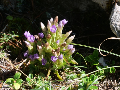 Gentianella campestris, photograph 5