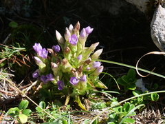 Gentianella campestris, photograph author not stated, no rights reserved