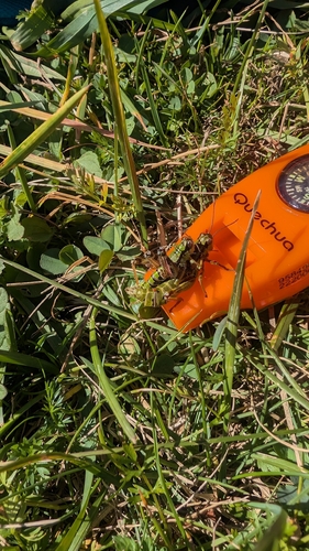 Eastern Mountain Grasshopper