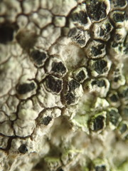 Circinaria caesiocinerea