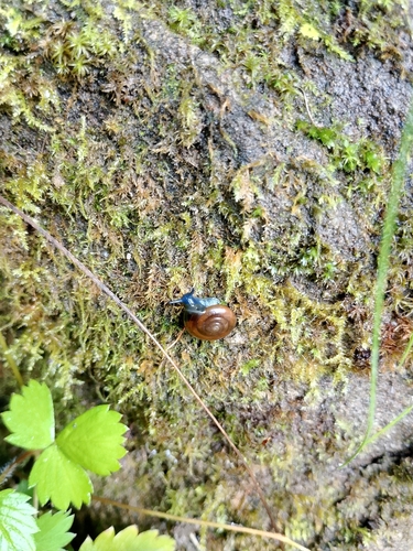 Draparnaud's Glass Snail