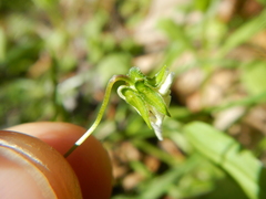 Viola arvensis