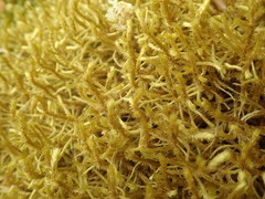 Antitrichia curtipendula