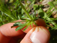 Viola arvensis
