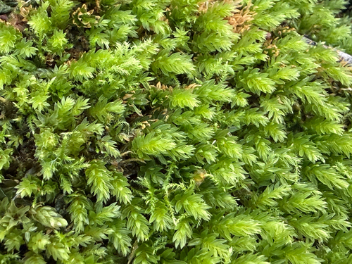 Horn Calcareous Moss