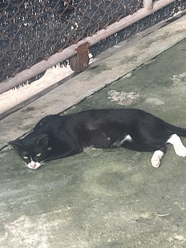 Domestic Cat