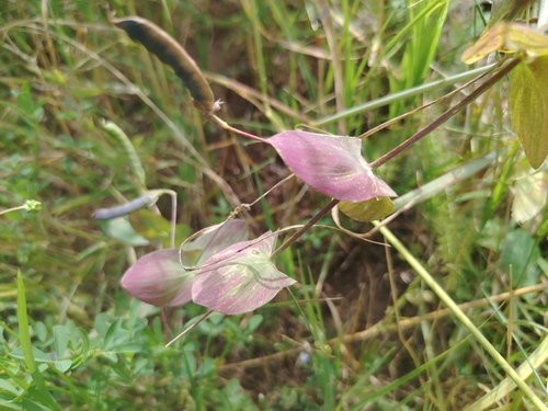 Lathyrus aphaca, photograph 1