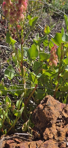 Rumex vesicarius, photograph 6